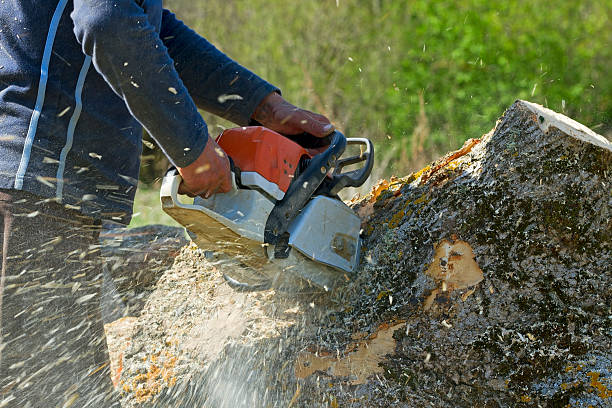 Proctor, VT Tree Services Company